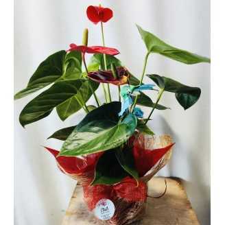 Anthurium