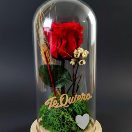 Cúpula de rosa preservada