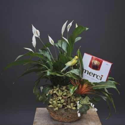 Cesta con plantas según temporada y bombones