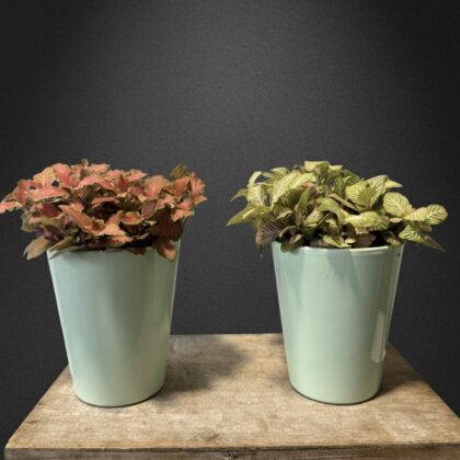 Dúo plantas interior en maceta