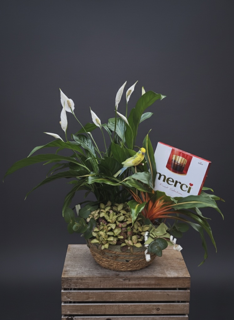 Cesta con plantas según temporada y bombones